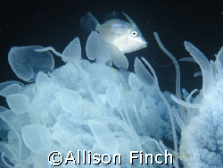 This tiny filefish was living inside this huge jellyfish ... by Allison Finch 
